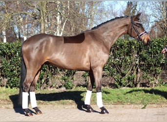 Koń hanowerski, Wałach, 6 lat, 168 cm, Gniada