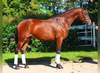 Koń hanowerski, Wałach, 6 lat, 168 cm, Gniada