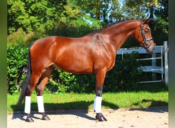 Koń hanowerski, Wałach, 6 lat, 168 cm, Gniada