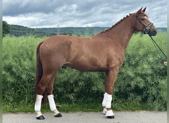 Koń hanowerski, Wałach, 6 lat, 168 cm, Kasztanowata
