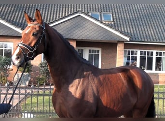 Koń hanowerski, Wałach, 6 lat, 169 cm, Gniada