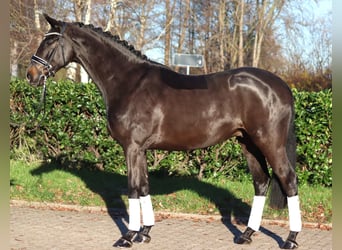 Koń hanowerski, Wałach, 6 lat, 169 cm, Gniada