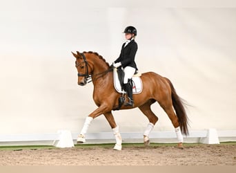 Koń hanowerski, Wałach, 6 lat, 169 cm, Kasztanowata