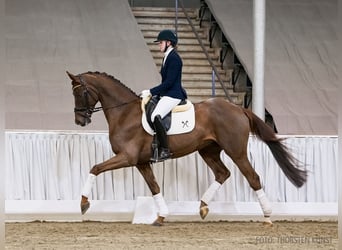 Koń hanowerski, Wałach, 6 lat, 170 cm, Ciemnokasztanowata