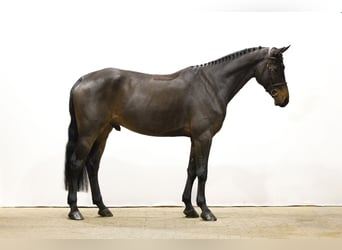 Koń hanowerski, Wałach, 6 lat, 170 cm, Gniada