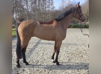 Koń hanowerski, Wałach, 6 lat, 170 cm, Gniada