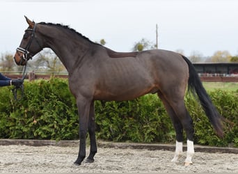 Koń hanowerski, Wałach, 6 lat, 170 cm, Gniada