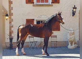 Koń hanowerski, Wałach, 6 lat, 170 cm, Gniada