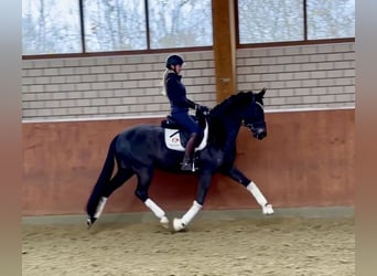 Koń hanowerski, Wałach, 6 lat, 170 cm, Kara