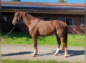 Koń hanowerski, Wałach, 6 lat, 170 cm, Kasztanowata