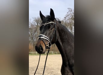 Koń hanowerski, Wałach, 6 lat, 171 cm, Ciemnogniada