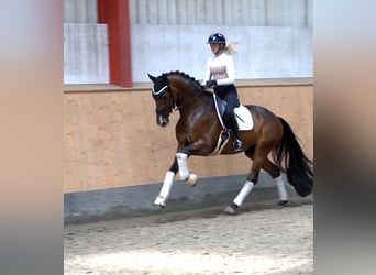 Koń hanowerski, Wałach, 6 lat, 171 cm, Gniada