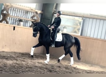 Koń hanowerski, Wałach, 6 lat, 171 cm, Kara