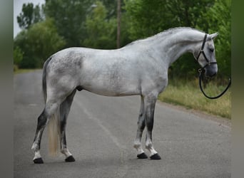 Koń hanowerski, Wałach, 6 lat, 171 cm, Siwa
