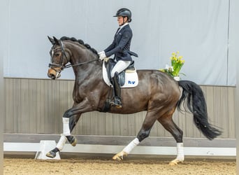 Koń hanowerski, Wałach, 6 lat, 172 cm, Ciemnogniada