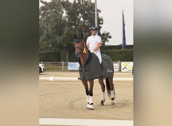 Koń hanowerski, Wałach, 6 lat, 172 cm, Gniada