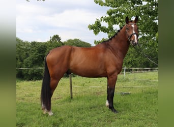 Koń hanowerski, Wałach, 6 lat, 172 cm, Gniada