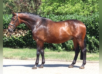 Koń hanowerski, Wałach, 6 lat, 172 cm, Gniada