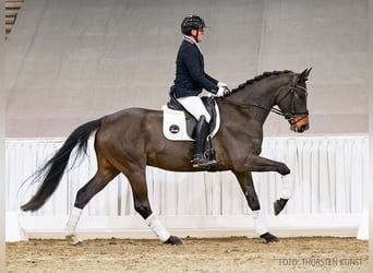 Koń hanowerski, Wałach, 6 lat, 172 cm, Gniada