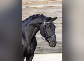 Koń hanowerski, Wałach, 6 lat, 172 cm, Kara