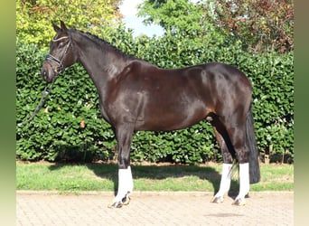 Koń hanowerski, Wałach, 6 lat, 172 cm, Kara