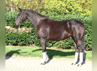 Koń hanowerski, Wałach, 6 lat, 172 cm, Kara