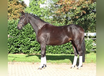Koń hanowerski, Wałach, 6 lat, 172 cm, Kara
