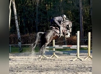 Koń hanowerski, Wałach, 6 lat, 172 cm, Skarogniada