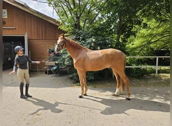 Koń hanowerski, Wałach, 6 lat, 173 cm, Kasztanowata