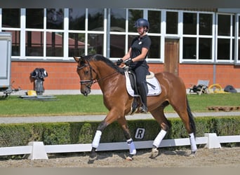 Koń hanowerski, Wałach, 6 lat, 174 cm, Gniada