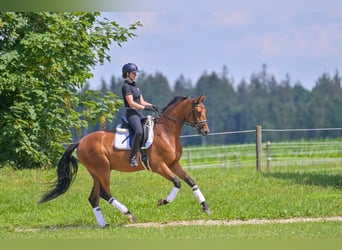 Koń hanowerski, Wałach, 6 lat, 174 cm, Gniada
