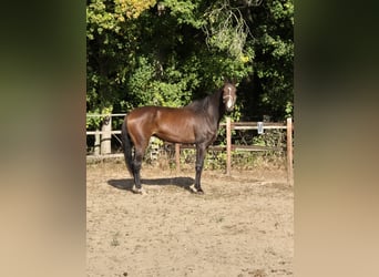 Koń hanowerski, Wałach, 6 lat, 175 cm, Ciemnogniada
