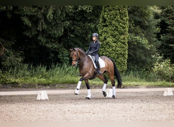 Koń hanowerski, Wałach, 6 lat, 175 cm, Gniada