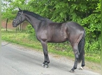 Koń hanowerski, Wałach, 6 lat, 175 cm, Kara