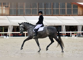 Koń hanowerski, Wałach, 6 lat, 175 cm, Siwa jabłkowita