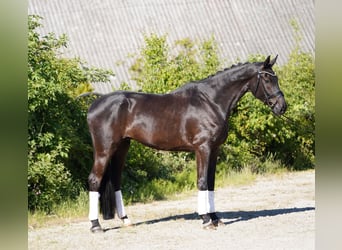 Koń hanowerski, Wałach, 6 lat, 178 cm, Kara