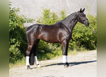 Koń hanowerski, Wałach, 6 lat, 178 cm, Kara