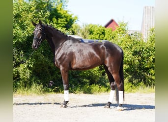 Koń hanowerski, Wałach, 6 lat, 178 cm, Kara