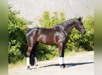 Koń hanowerski, Wałach, 6 lat, 178 cm, Kara