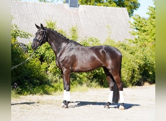 Koń hanowerski, Wałach, 6 lat, 178 cm, Kara