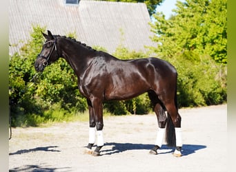 Koń hanowerski, Wałach, 6 lat, 178 cm, Kara