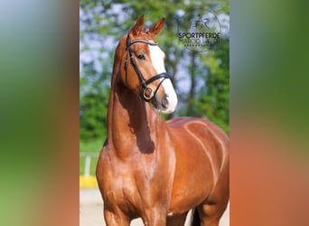 Koń hanowerski, Wałach, 6 lat, 180 cm, Ciemnokasztanowata