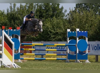 Koń hanowerski, Wałach, 6 lat, 180 cm, Siwa jabłkowita