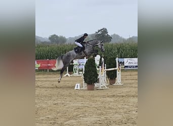Koń hanowerski, Wałach, 6 lat, 180 cm, Siwa jabłkowita