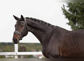 Koń hanowerski, Wałach, 6 lat, 183 cm, Skarogniada