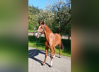 Koń hanowerski, Wałach, 7 lat, 164 cm, Kasztanowata