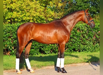 Koń hanowerski, Wałach, 7 lat, 166 cm, Gniada