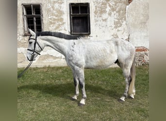 Koń hanowerski, Wałach, 7 lat, 166 cm, Siwa