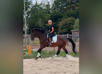 Koń hanowerski, Wałach, 7 lat, 167 cm, Gniada