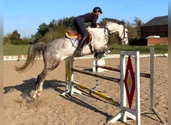 Koń hanowerski, Wałach, 7 lat, 167 cm, Siwa